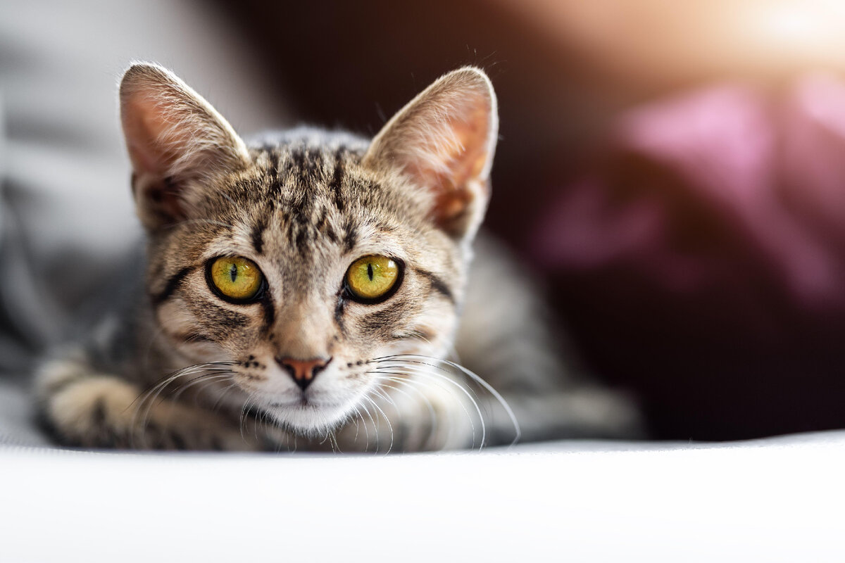 Источник фото: Kyryl Gorlov/Legion Media