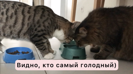 Тяжела и неказиста жизнь с двумя котами🤪