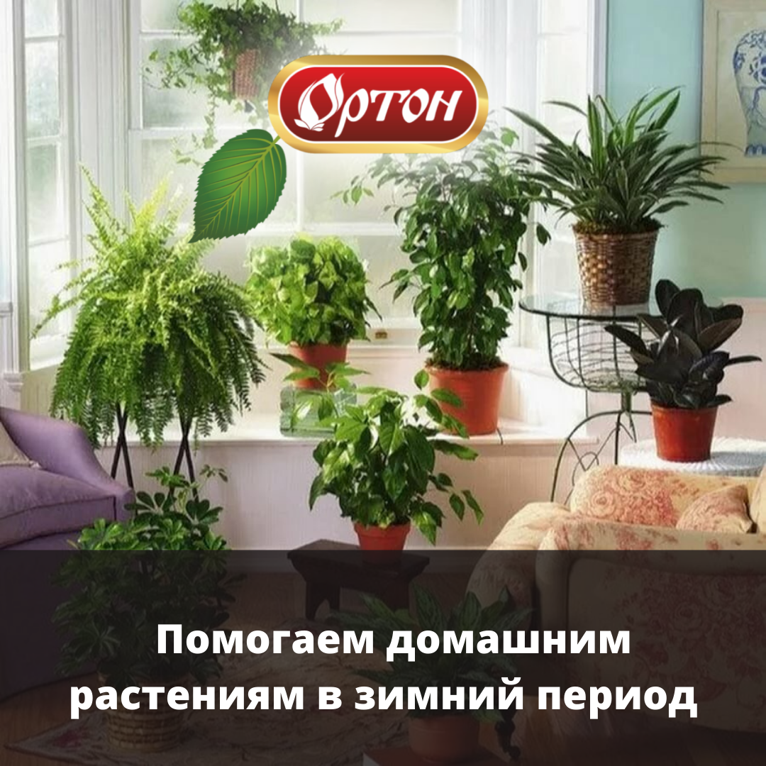 Ухаживаем за растениями правильно