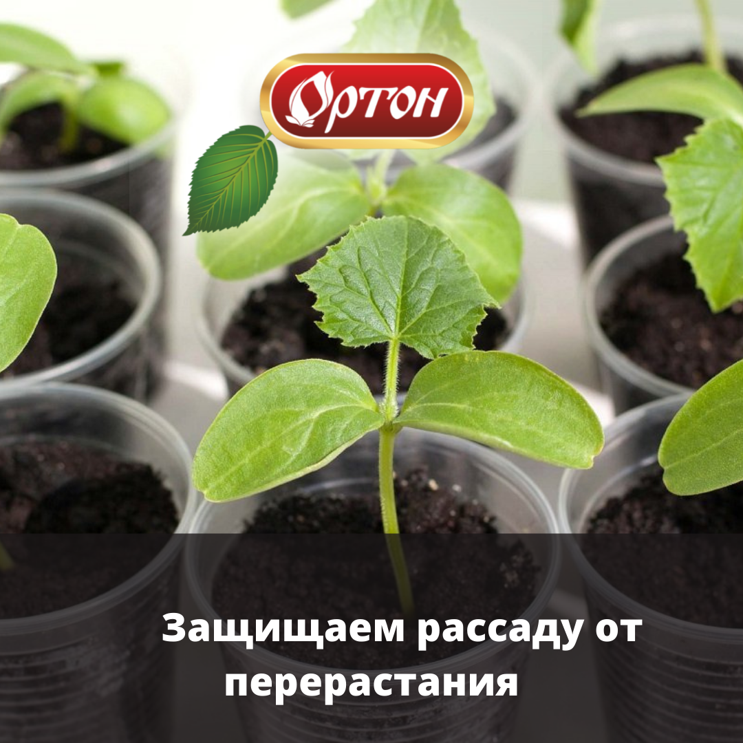 Полезные советы для растениеводов