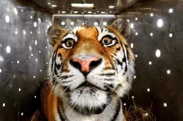 Портрет Амбы. Фото: Управление по охране животного мира Амурской области