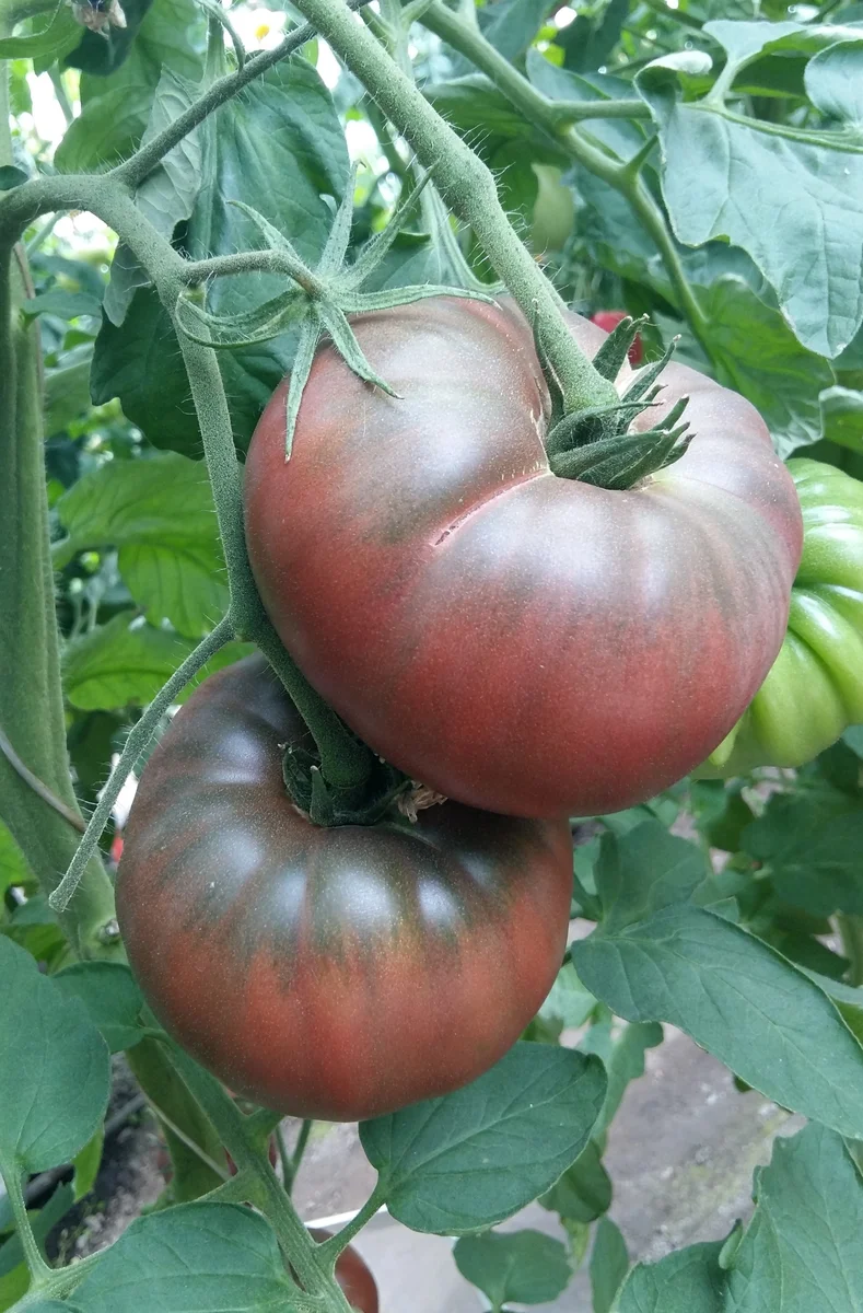 томат черный принц. черный сахарный помидор. томат черный сахар. томат чёрный шоколад. томат черный сахар.