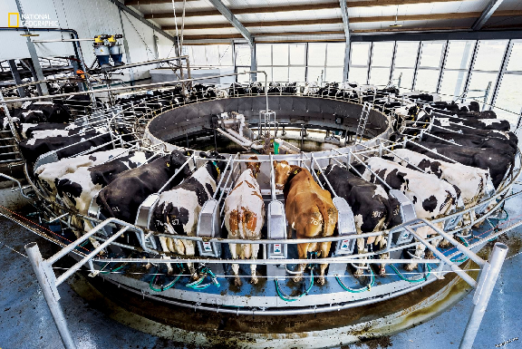 Голландская умная ферма. Фото из открытых источников