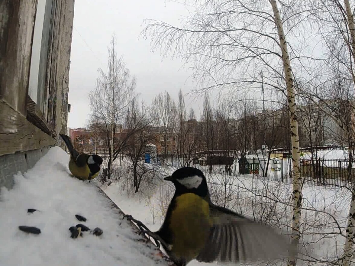 Большие синицы