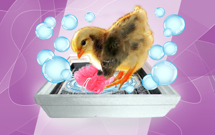 Готовлю инкубатор к сезону. Дезинфекция в домашних условиях