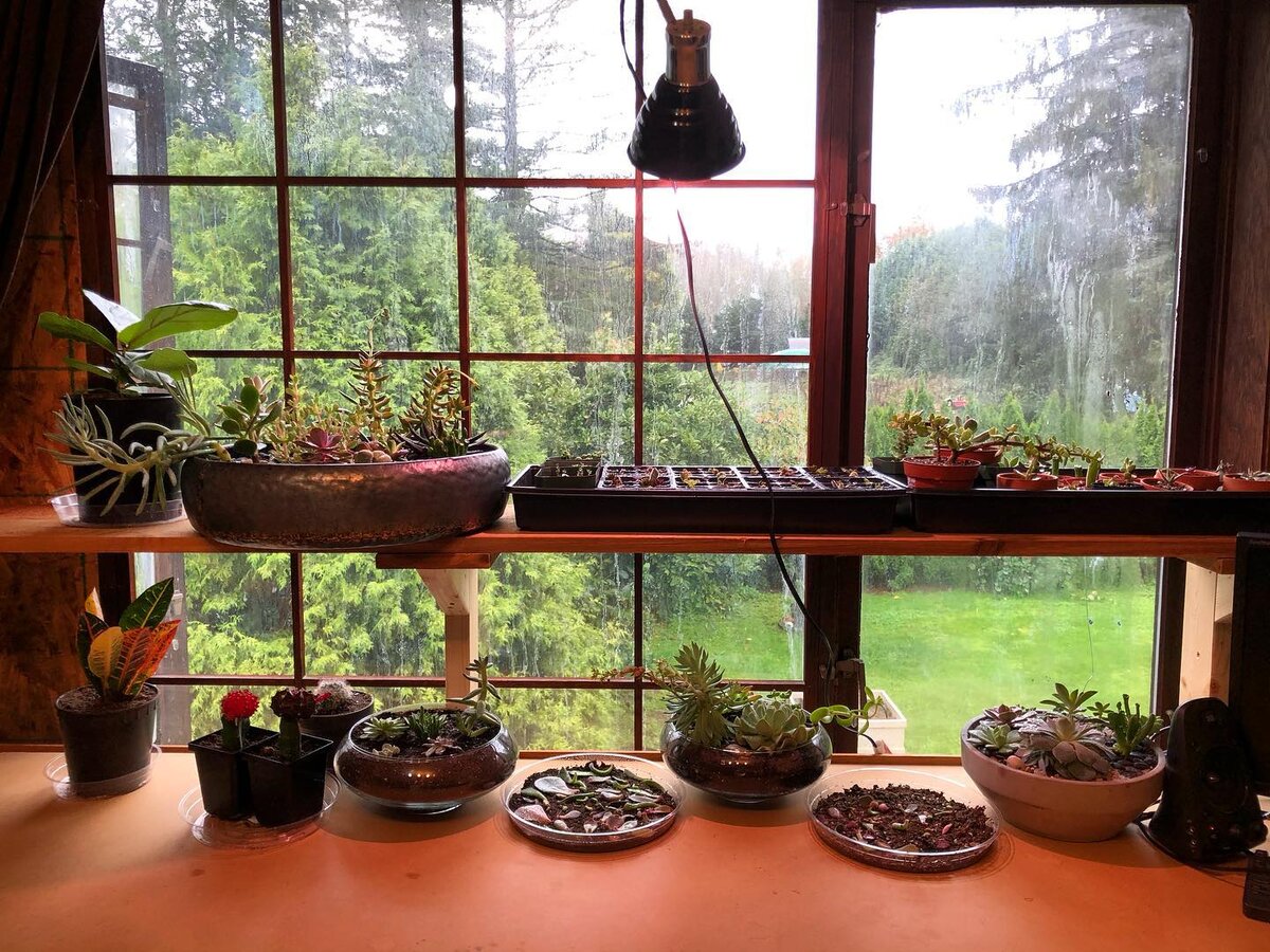 @kindred.succulent.oasis