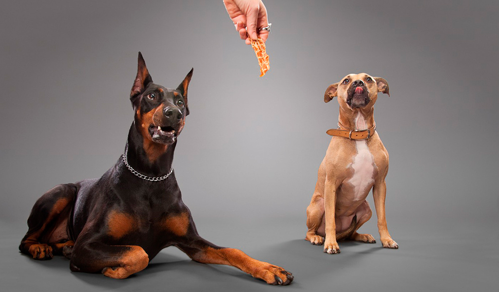 Много "трюков" собаки делают в процессе игр или за вкусняшку.