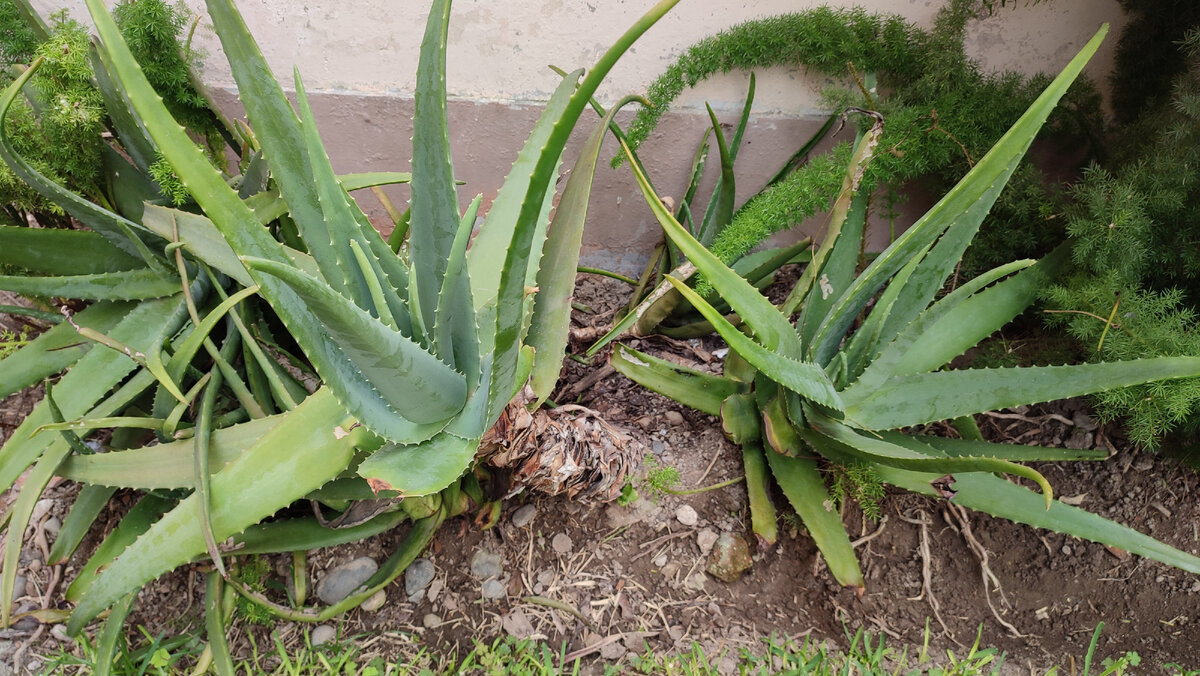 Жители сада- алоэ