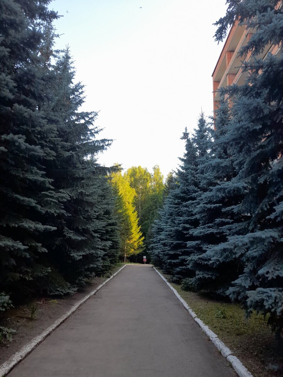 Прогулочная дорожка в санатории "Березовая роща". Фото: yandex.ru/maps, Наталья Курлыкова