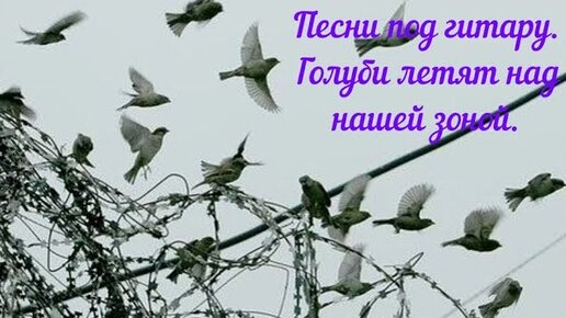 Слушать летели над зоной. Голуби над зоной. Голуби над зоной фото. Голубь летит. Голуби летят над нашей зоной.