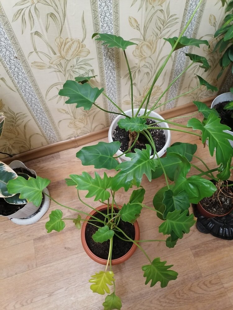 Ксанадики мои.