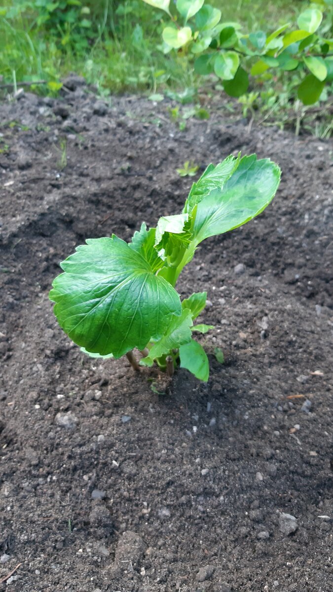 После высадки в открытый грунт. Фото автора. 