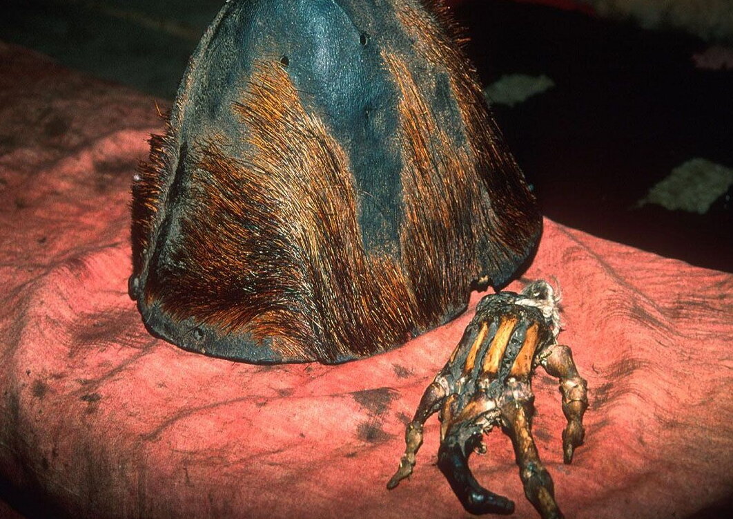 Скальп и кисть йети.
Источник: https://www.tripsoul.ru/Destinations/IMG_Asia/Nepal/Bardiya/Bardiya_09.jpg