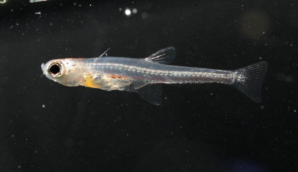 Карликовый бычок