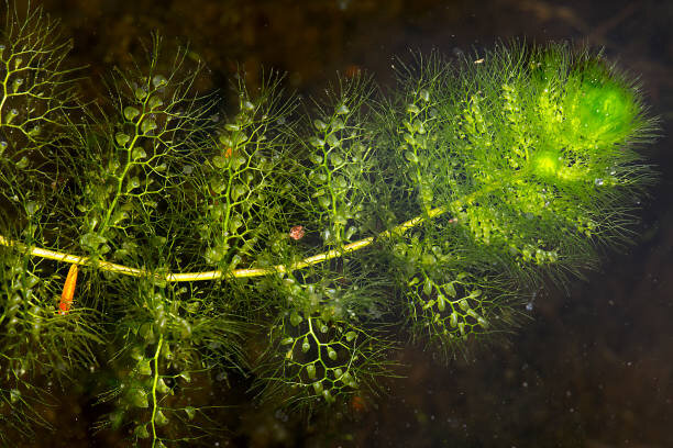 Подводный столон пузырчатки обыкновенной (Utricularia vulgaris) с ловчими пузырьками среди ветвистых листьев похож на этакий батрахоспермум со стальными яйцами. Фото: Jeffrey Holcombe.