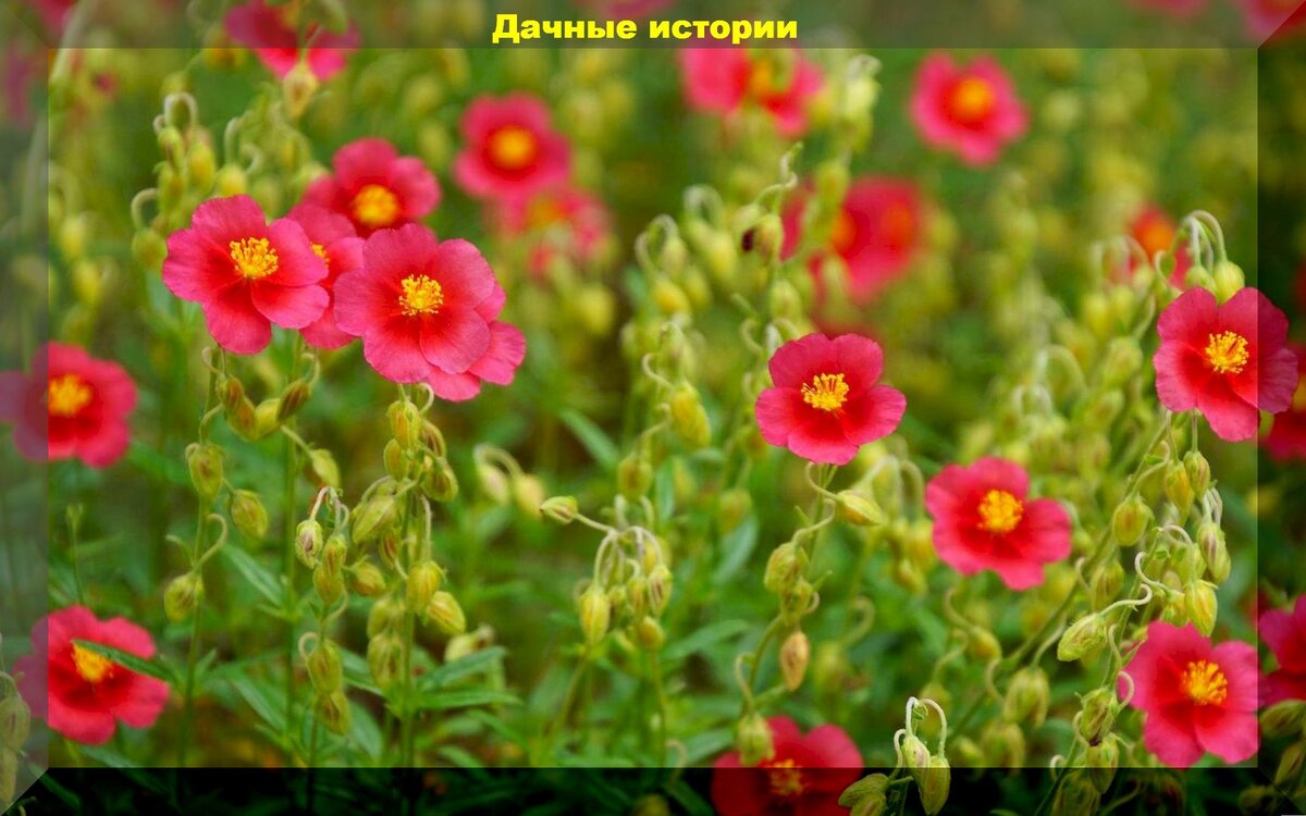 https://vk.com/photo-159774511_457252519