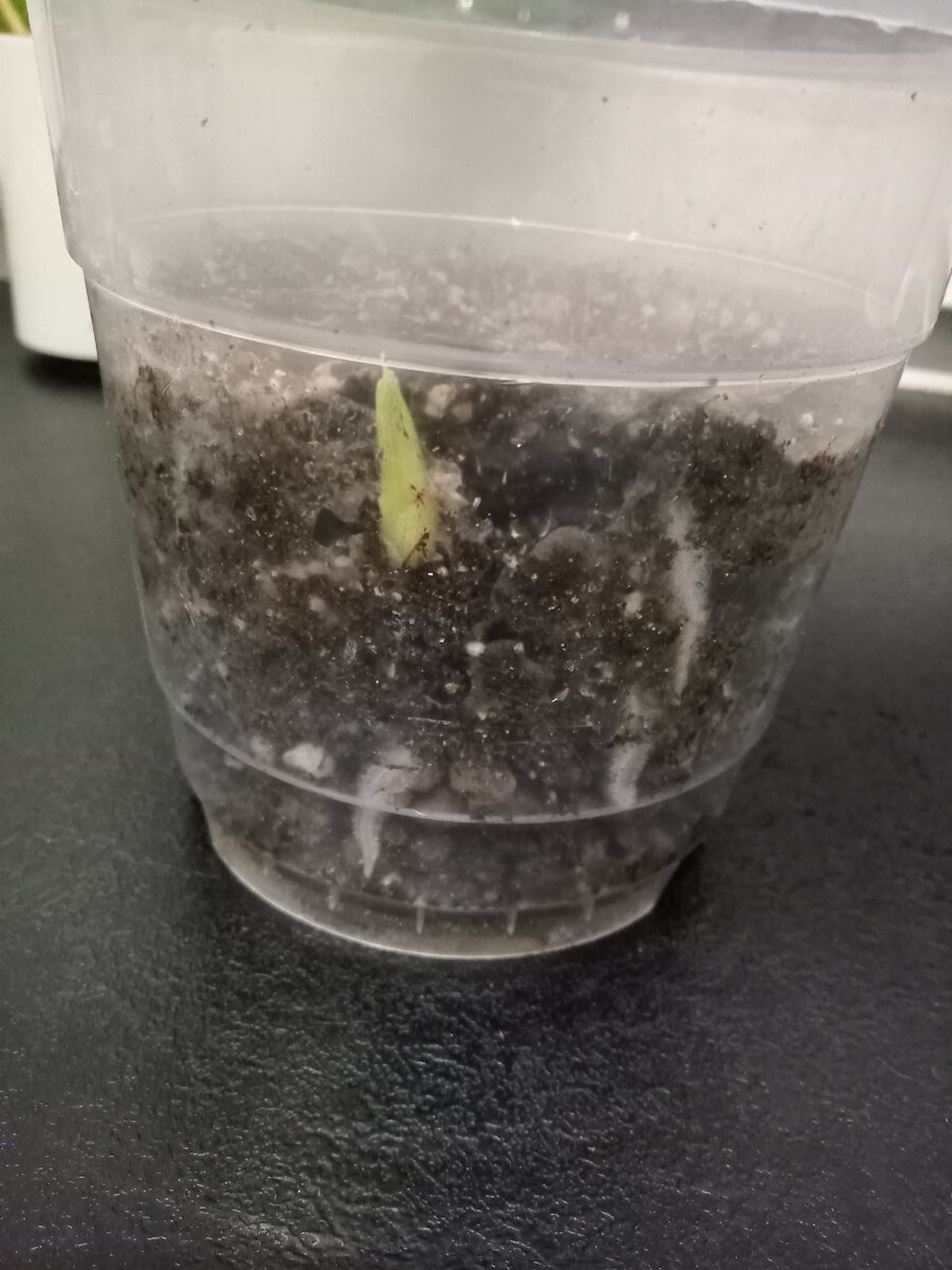 Первые всходы.