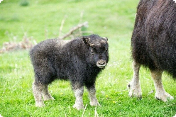 Мускусный овцебык. Овцебык детеныш. Овцебык теленок. Детеныш овцебыка. Овцебык детеныш.