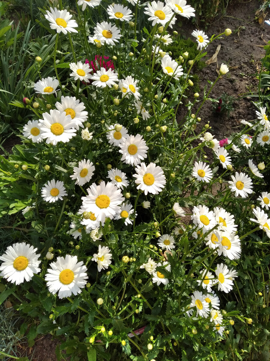 Ромашки во дворе.