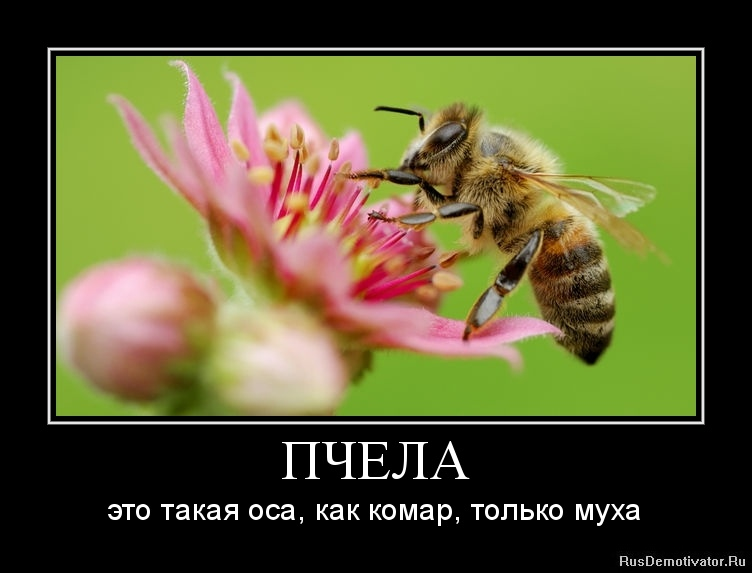Пчеловоды с болью душевной наблюдают такую картину