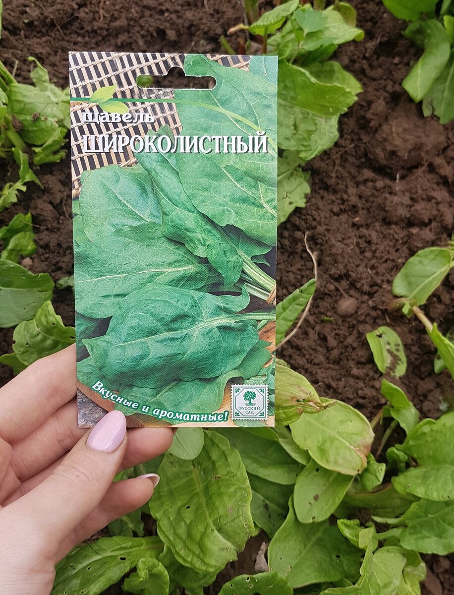 #Щавель  - многолетнее растение, но для поддержания желаемой густоты "щавелевой плантации" в начале мая подсеваю свежие семена в образовавшиеся после зимы пустоты на грядке.