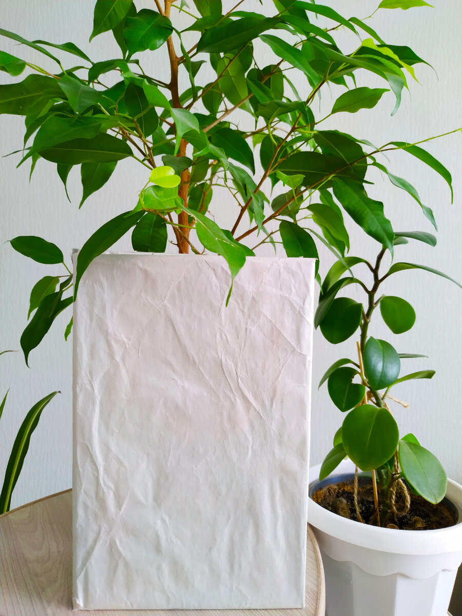 Книга в обложке как кот в мешке) 