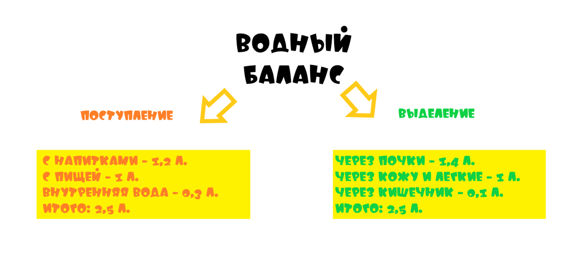 Водный баланс тела человека в сутки