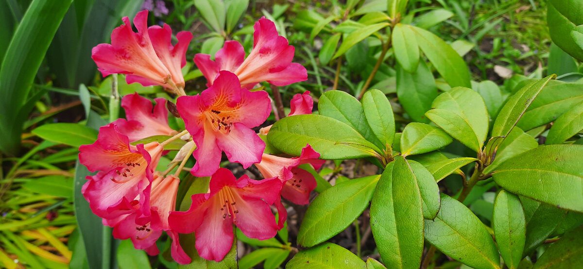 Первый год зацвёл рододендрон. Хоть только один цветок, но какой красивый. Надеюсь что на следующий год наберёт много бутонов.
