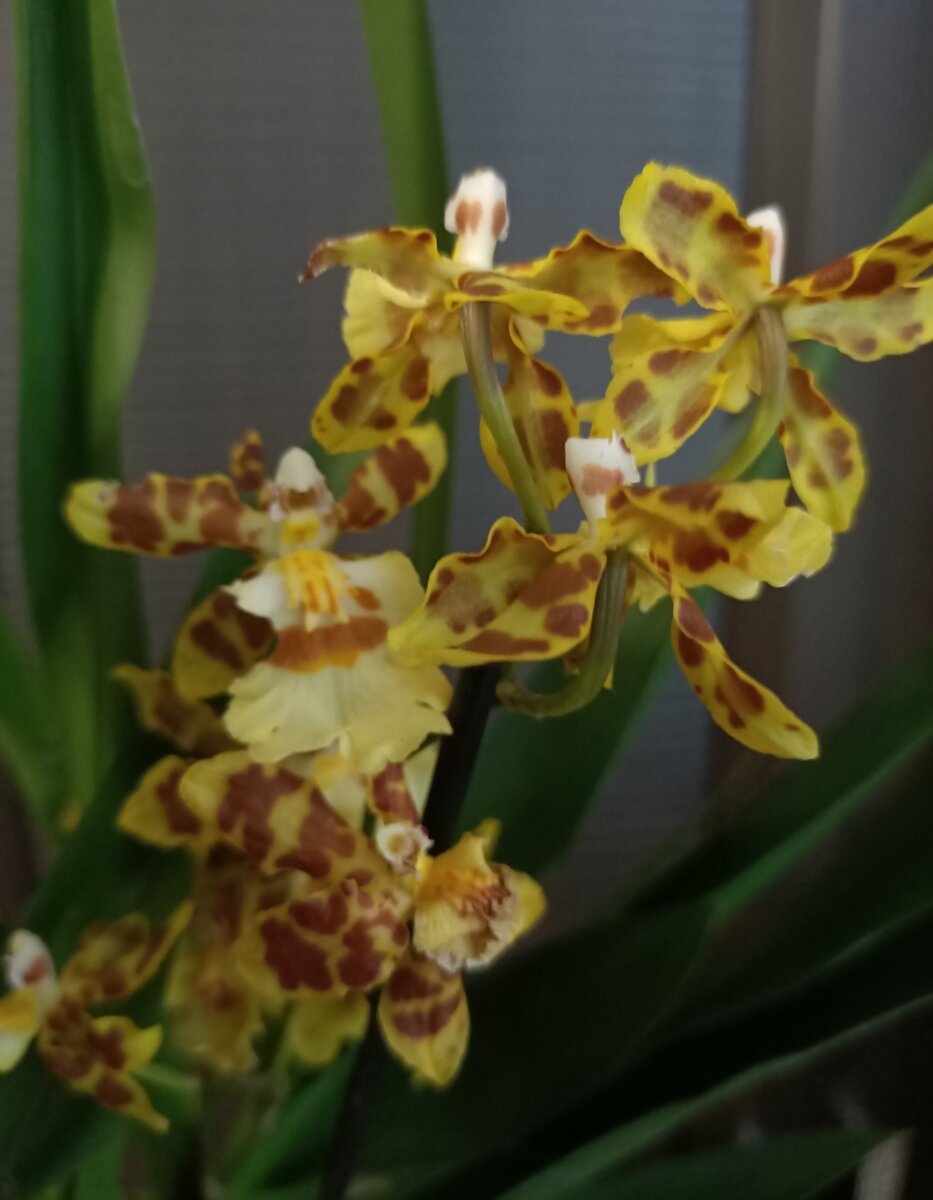 Вот так она красиво и ароматно цвела.