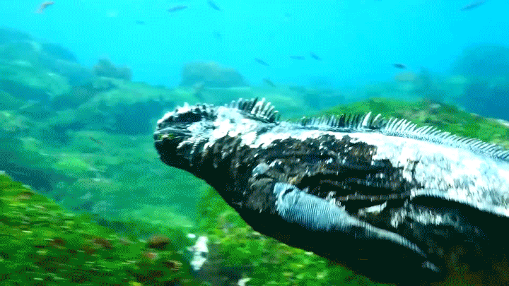 Быстрый пловец