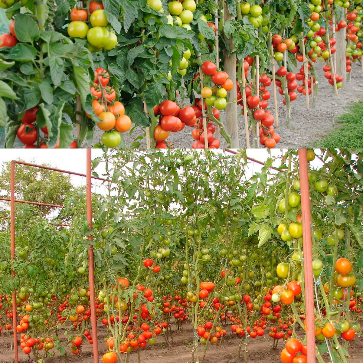 Подвязать помидоры