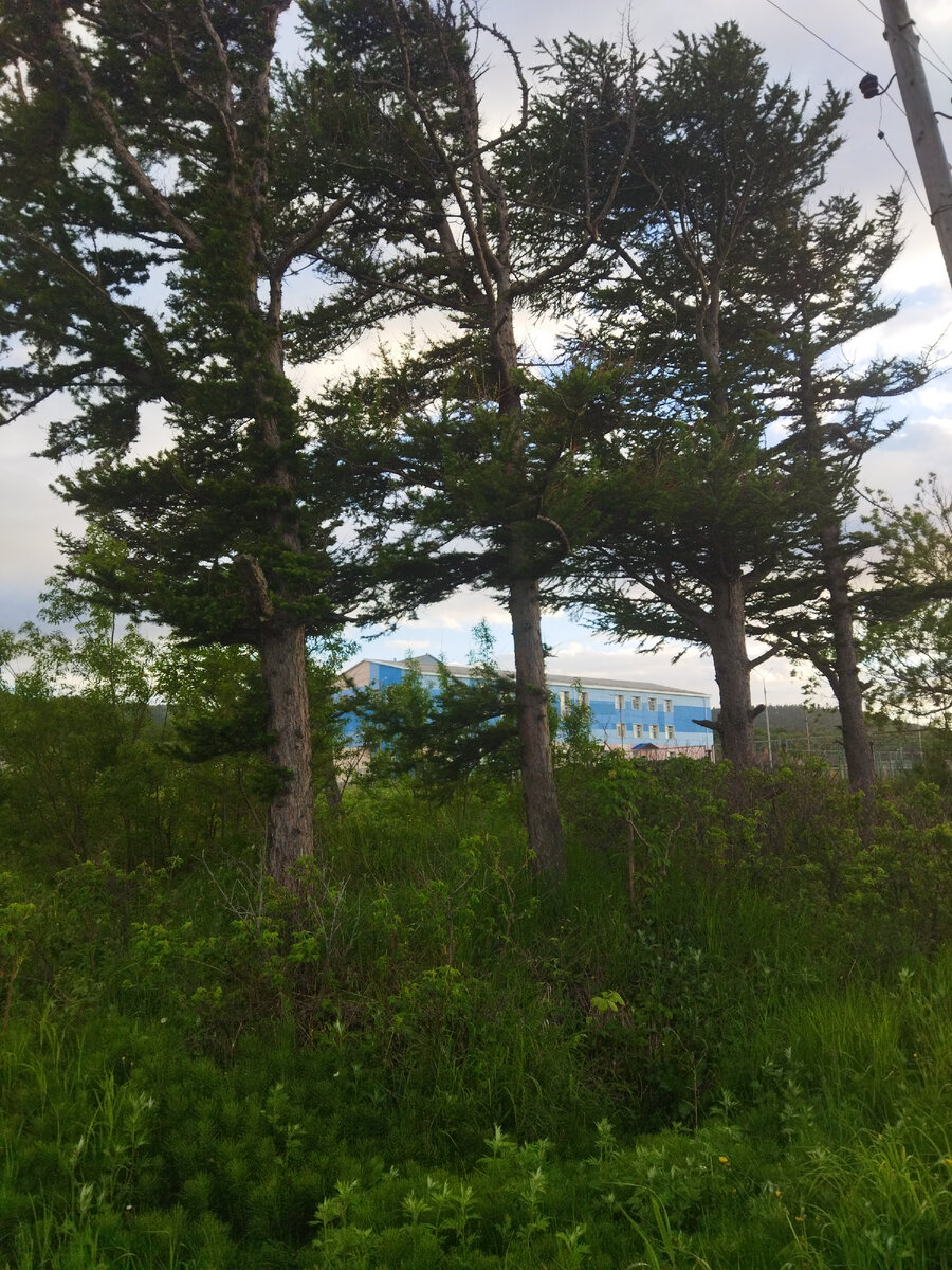 с. Лесогорское Сахалинской области