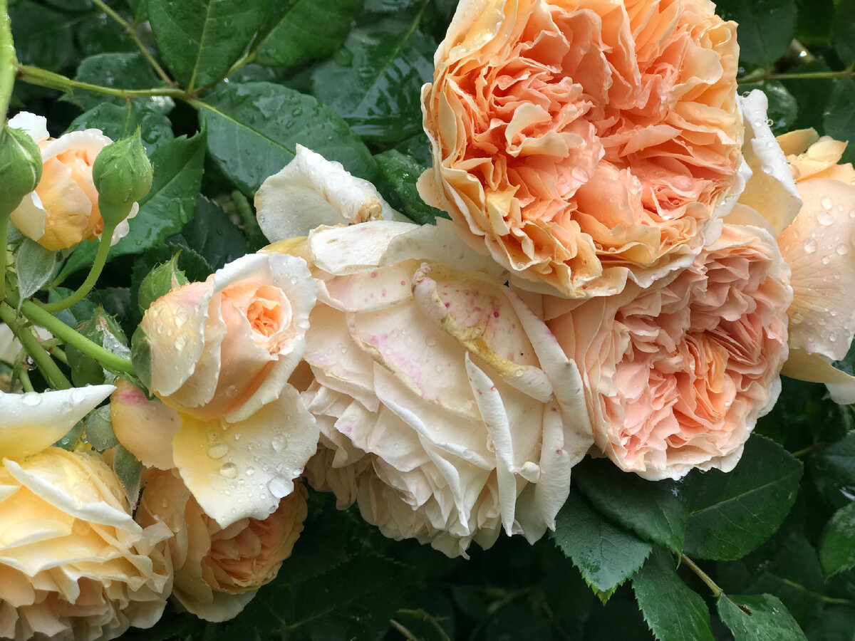 Роза английская парковая Краун Принцесс Маргарет: фото и описание