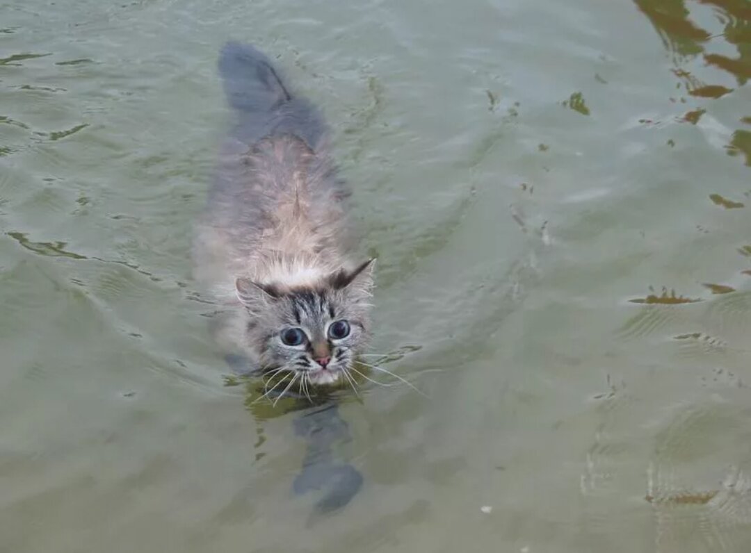 Кот плывущий по реке. Кот плывет. Коты плавают. Тонущий котенок. Речной котик.