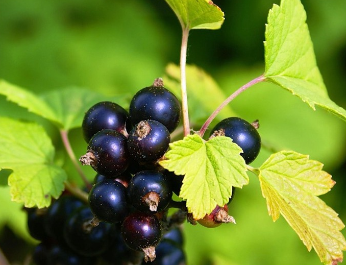 Пожелтевшие листья смородины