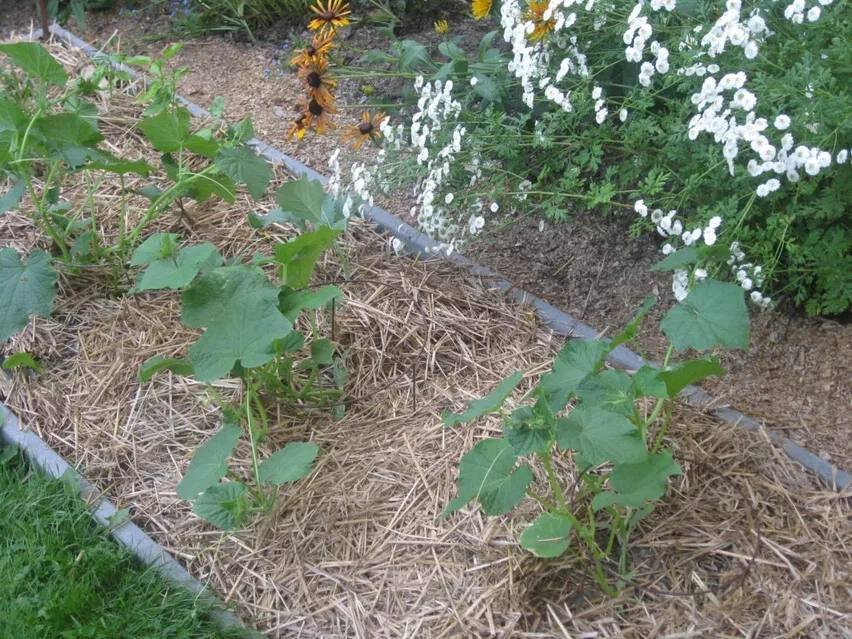 Мульчирование кабачка. Фото из открытых открытых источников.