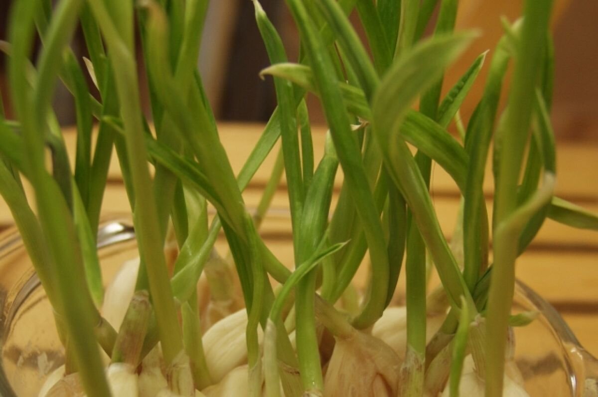    Семь простых рецептов из чесночных стрелок для жителей Верхневолжья