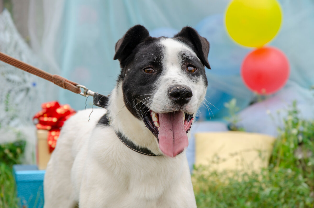 Лорд из приюта "Новая жизнь" в Минусинске
