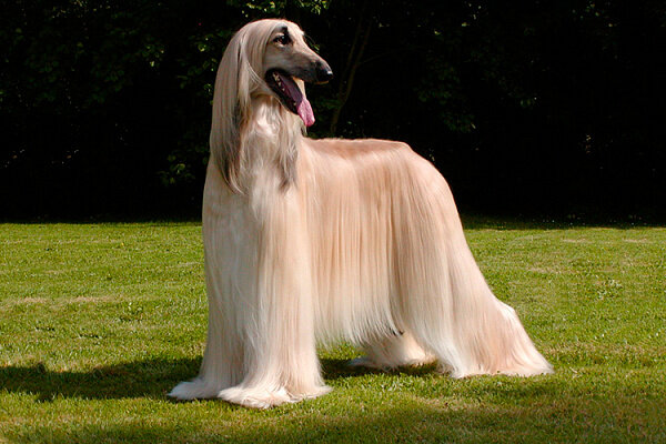 Часто встречающиеся проблемы со здоровьем