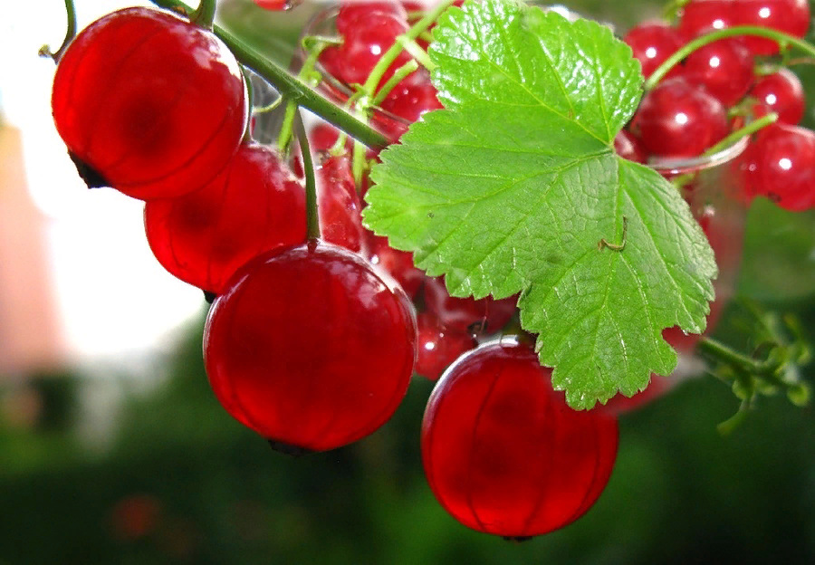 Потому что красиво. Красная смородина