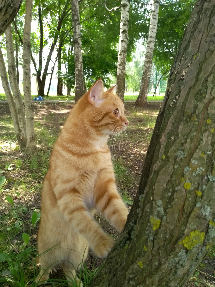 Микки позирует на фоне дерева