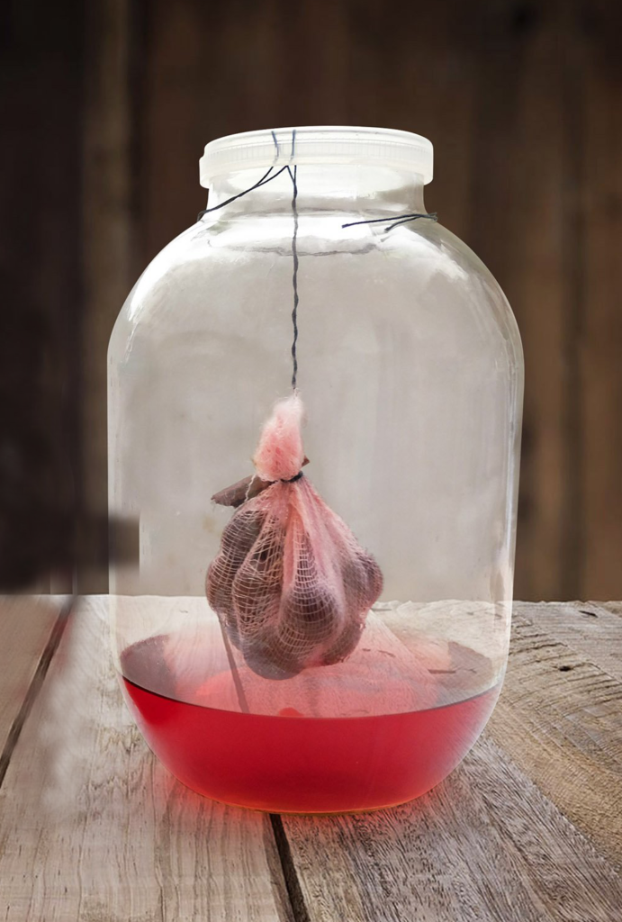 Висельник на вишне-холодная экстракция