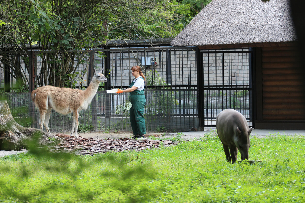 Совместное содержание тапира и гуанако