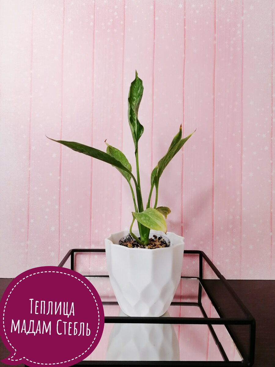 Spathiphyllum Gemini. Фото автора статьи