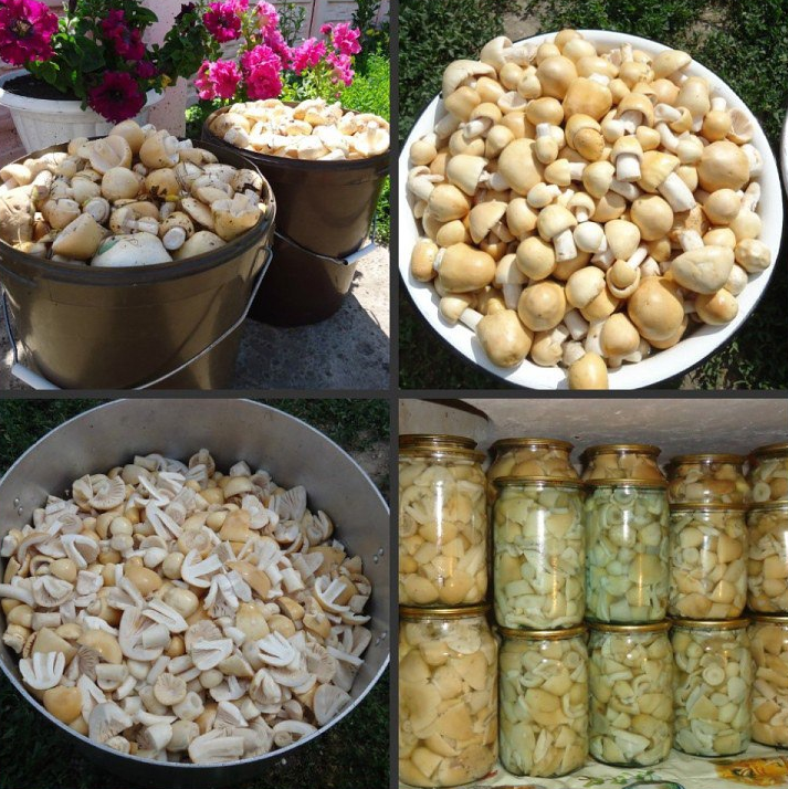 Фото из грибной липецкой группы Вк