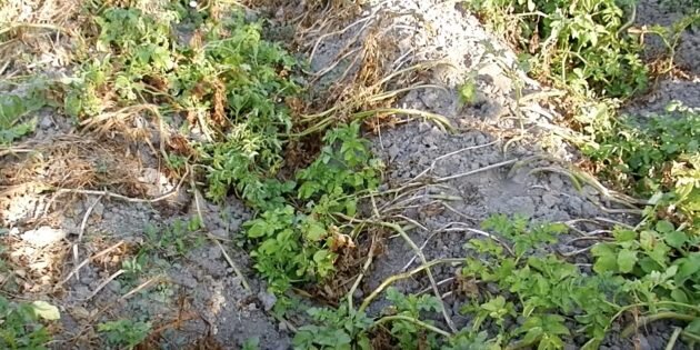 Кадр: Раиса Горяченко / YouTube📷
