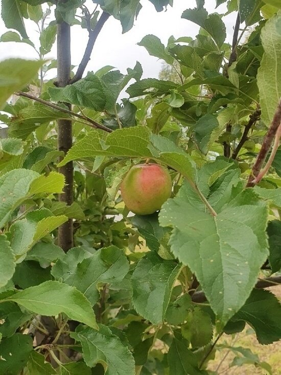     Фото администрации Архангельска