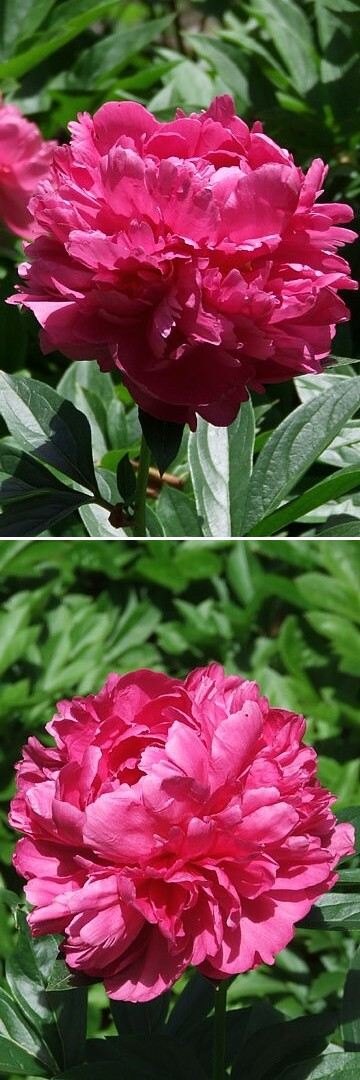 Скиф ( Рохлины , 2020 год ).