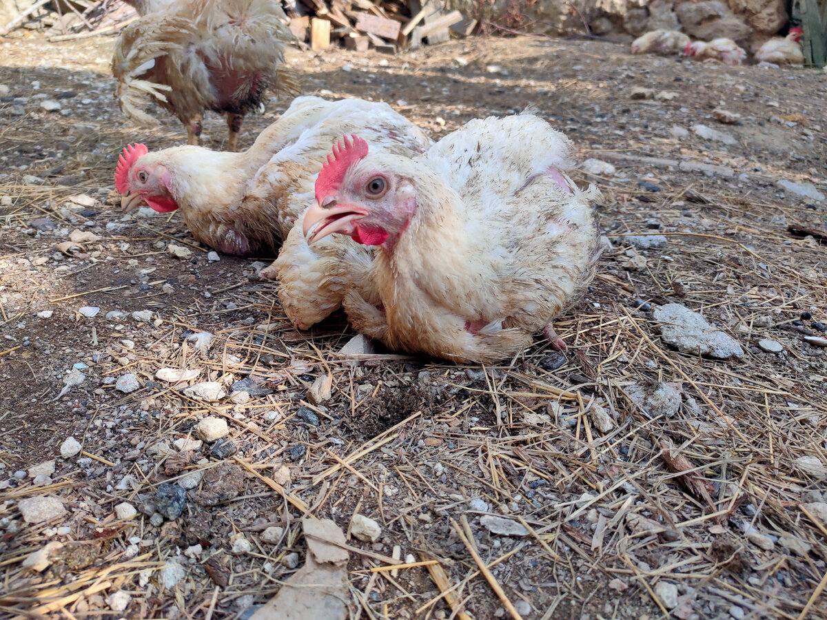 Птички лакомятся мелкими камешками. Их-то у меня в избытке!