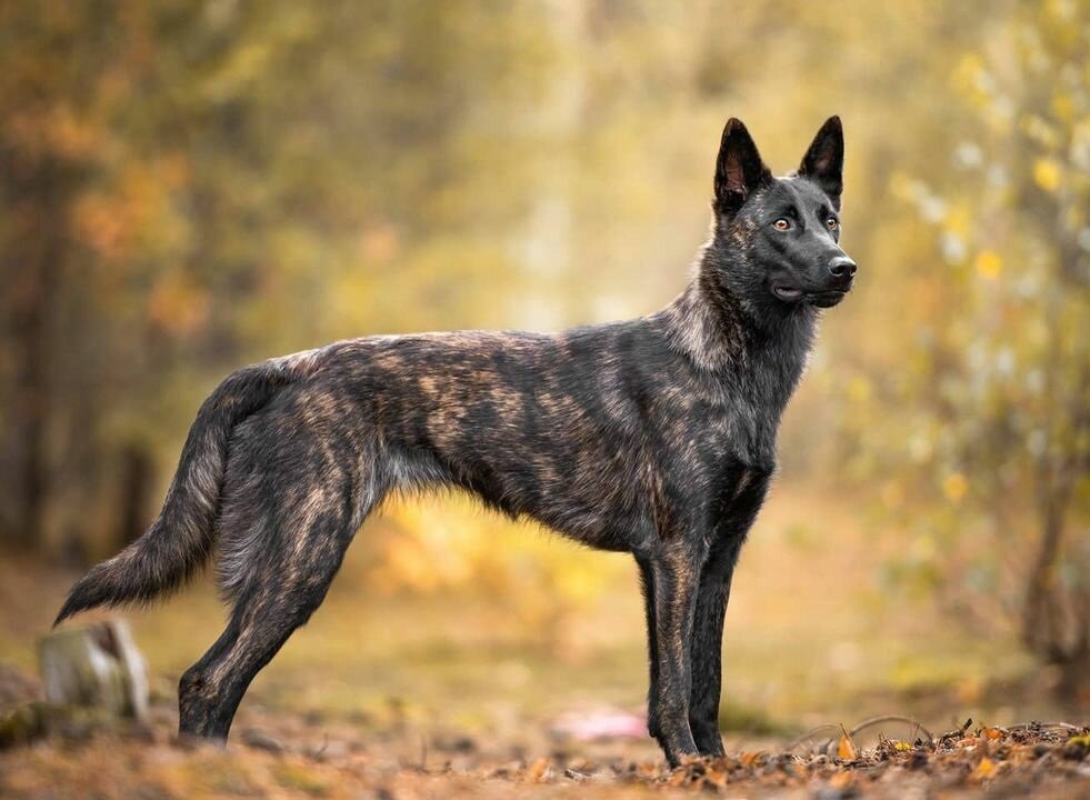 Редкая штучка (Фото: http://www.all-types-of-dogs.com/Dutchshepherd_TheDutchshepherd.html)